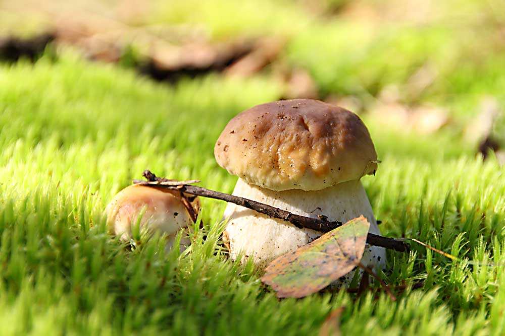 Рассказ про грибы шампиньоны для детей