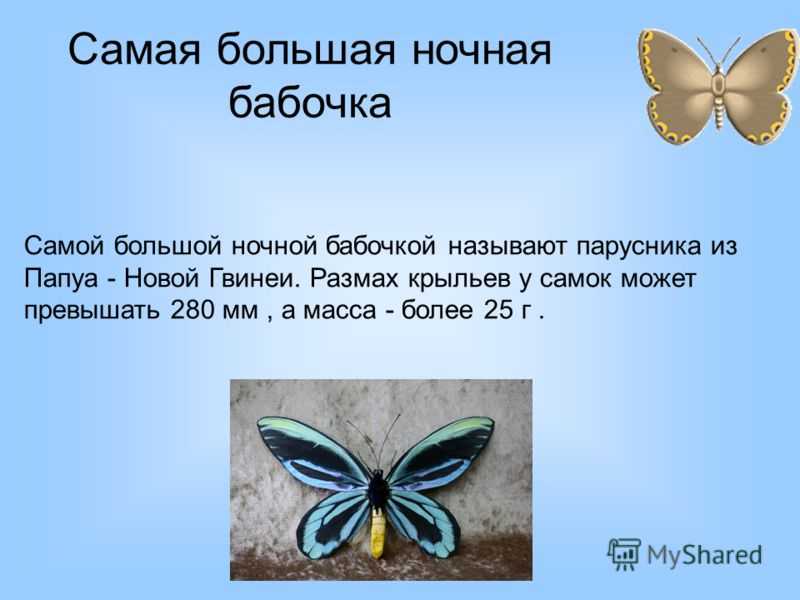 Все, что обязательно нужно знать о бабочке
