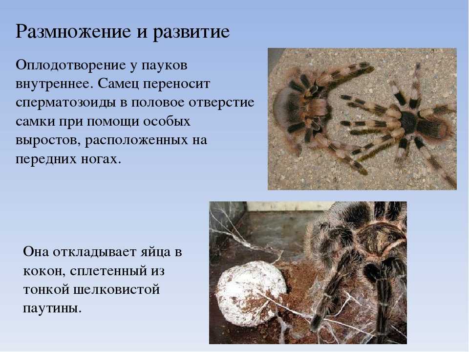 У пауков прикрепленный образ жизни. Размножение паукообразных. Класс паукообразные размножение. Тип размножения паукообразных. Процесс размножения пауков.