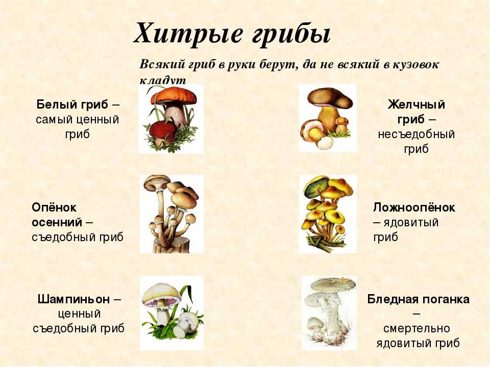 Какие грибы можно есть в сыром виде список с фото