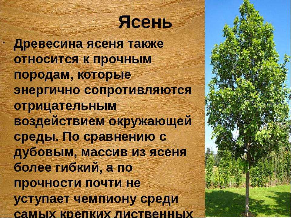 Осина обыкновенная: как выглядит дерево, листья и плоды