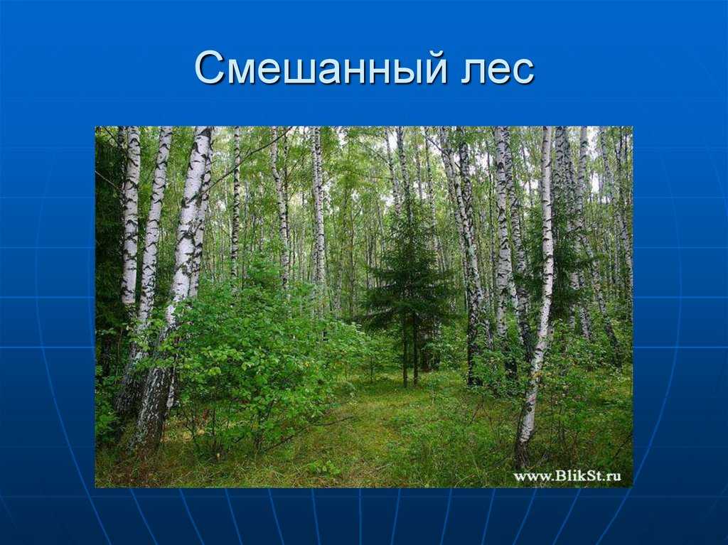 Доклад на тему тайга сообщение