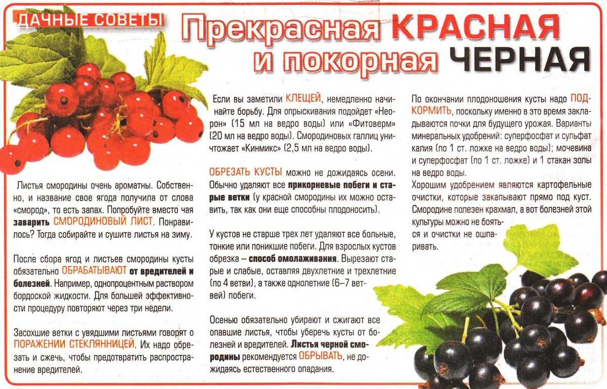 Вишневое дерево – это ягода или фрукт, где растет кустарник вишни