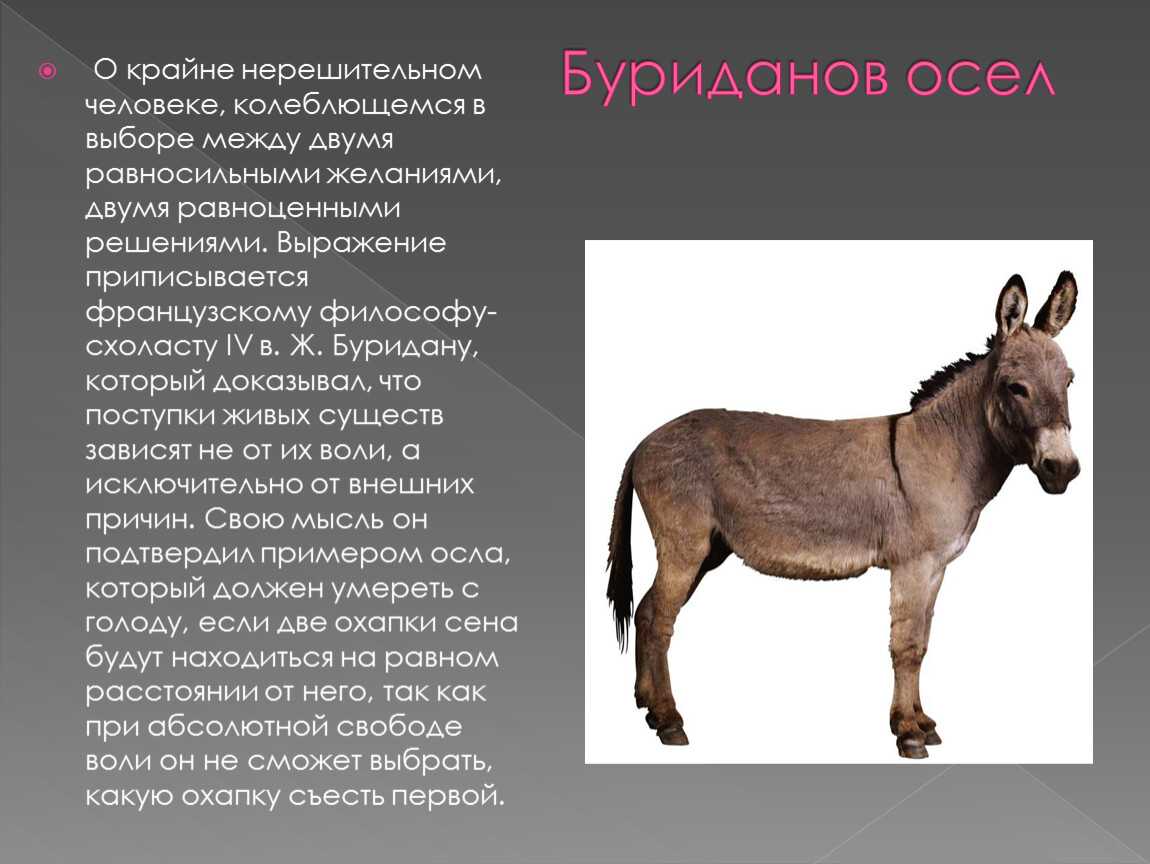Факты об исламе: 63 интересных факта + видео