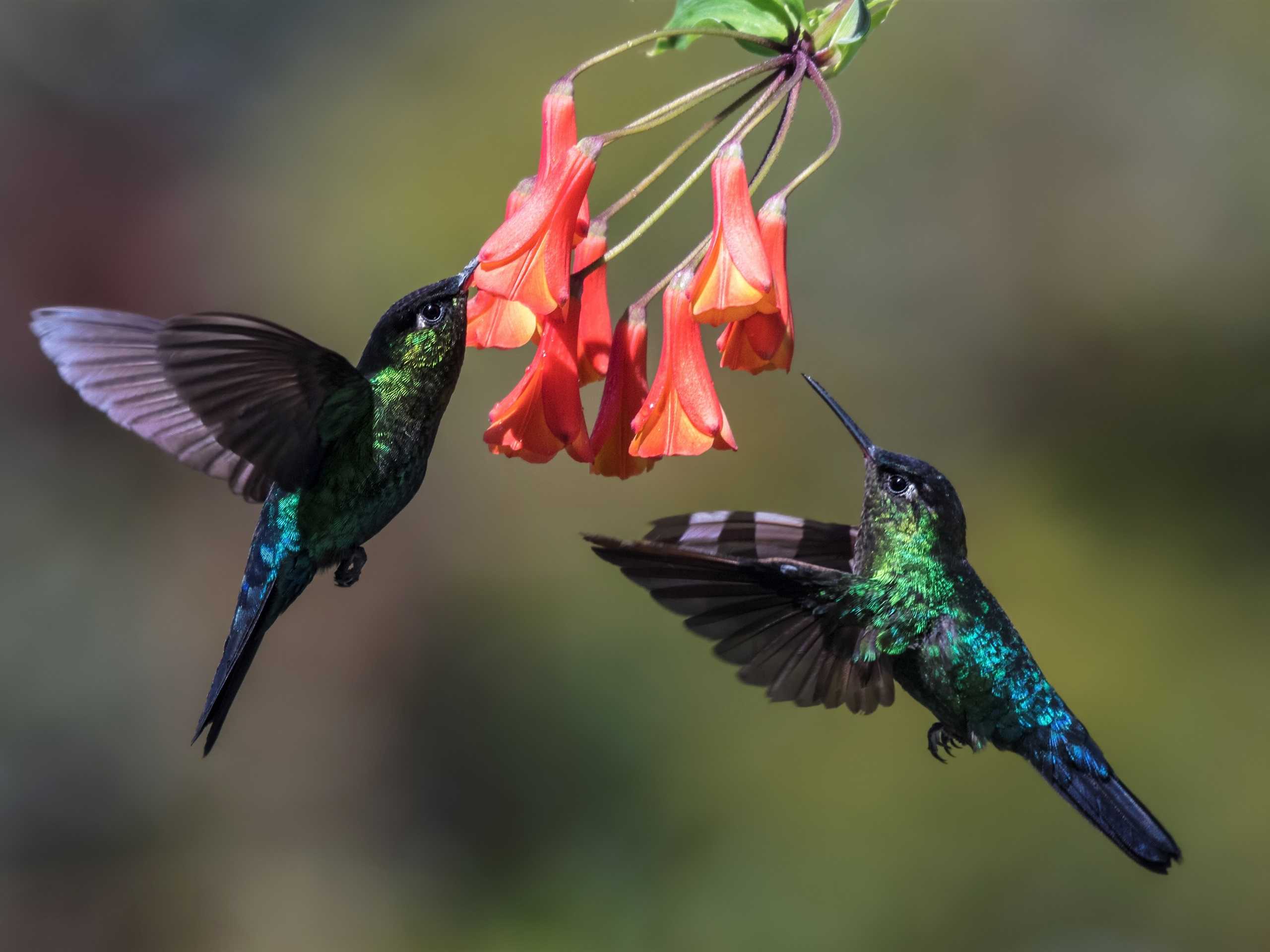 ᐈ птица колибри: [фото и описание] размер и вес, виды, где обитают, птенцы и яйца