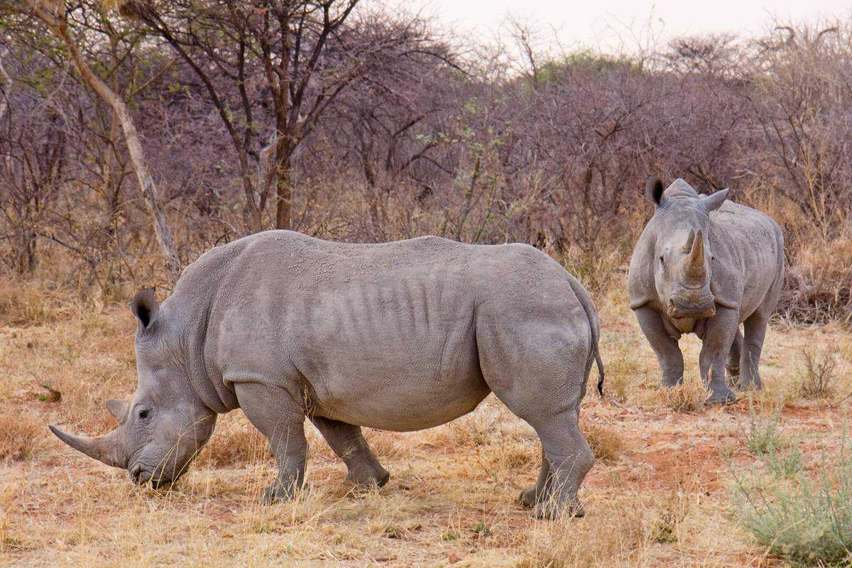 Носорог описание животного