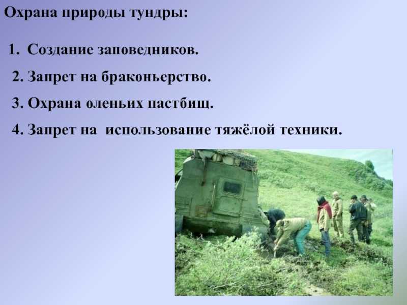 Растения тундры. какие растения встречаются в тундре? :: syl.ru
