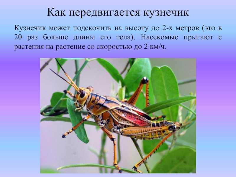 10 самых невероятных фактов о насекомых
