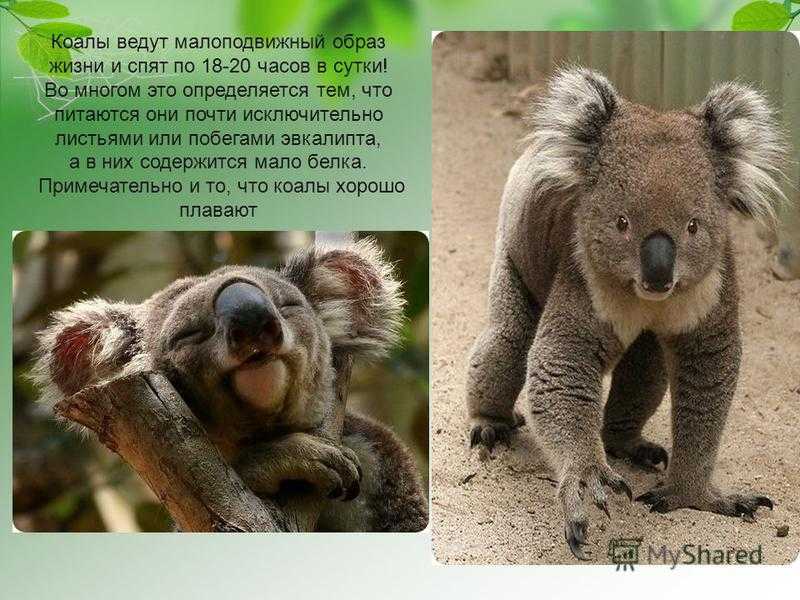 Коала кратко. Информация о коале. Коала интересные факты. Коала удивительные факты. Сообщение о животном коала.