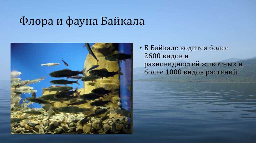 Животные озера байкал. описания, названия, виды и особенности животных байкала