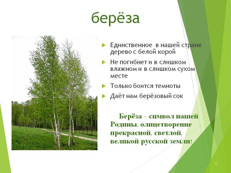 Как растёт берёза?: интересные факты о символе страны | растения | школажизни.ру