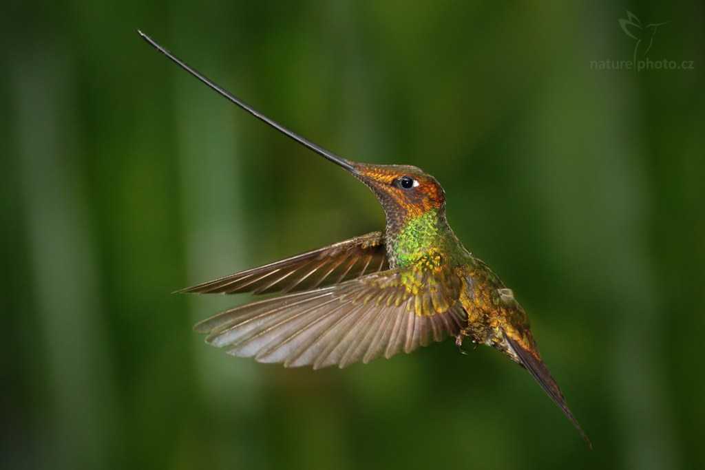 Колибри птица: описание, виды, враги, питание, места обитания
