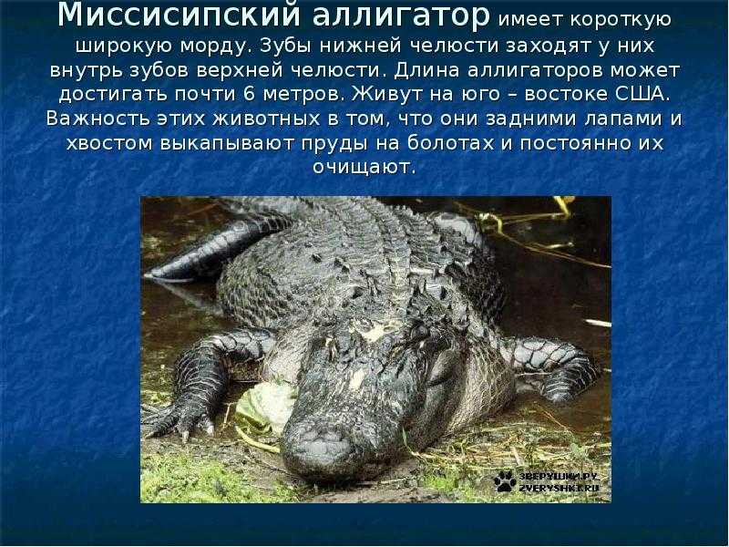 Как живет большой гребнистый крокодил, почему его так называют - смешной. смешные фото, картинки, видео. юмор. интересные истории - 18 ноября - 43955022689 - медиаплатформа миртесен