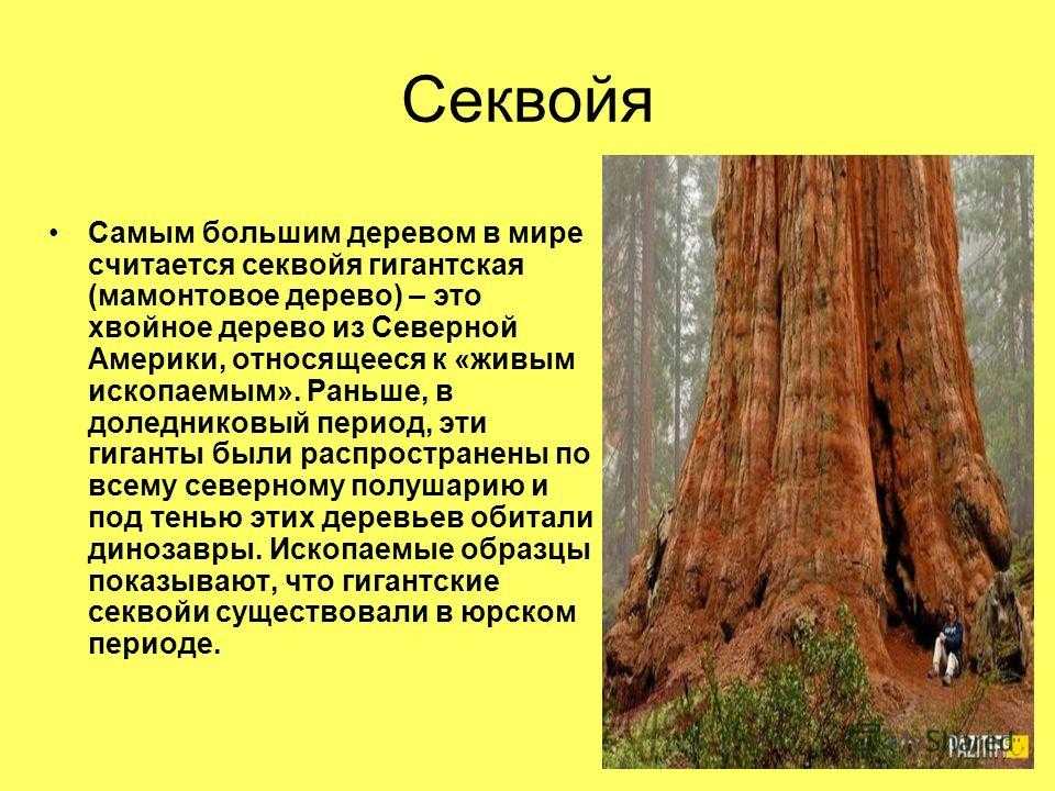 Секвойя в сша - виды, описание, размеры и фото - paikea.ru