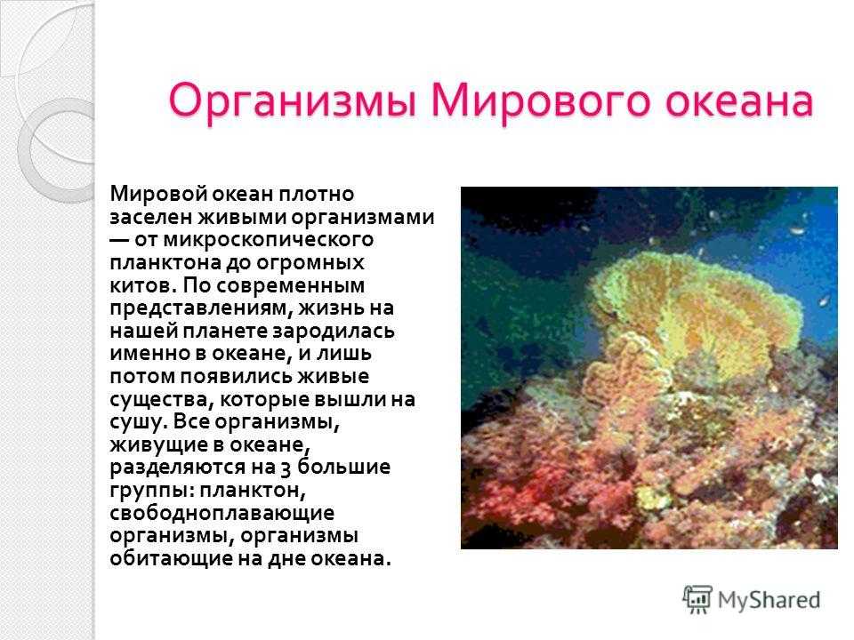 Какие особенности жизни в океане