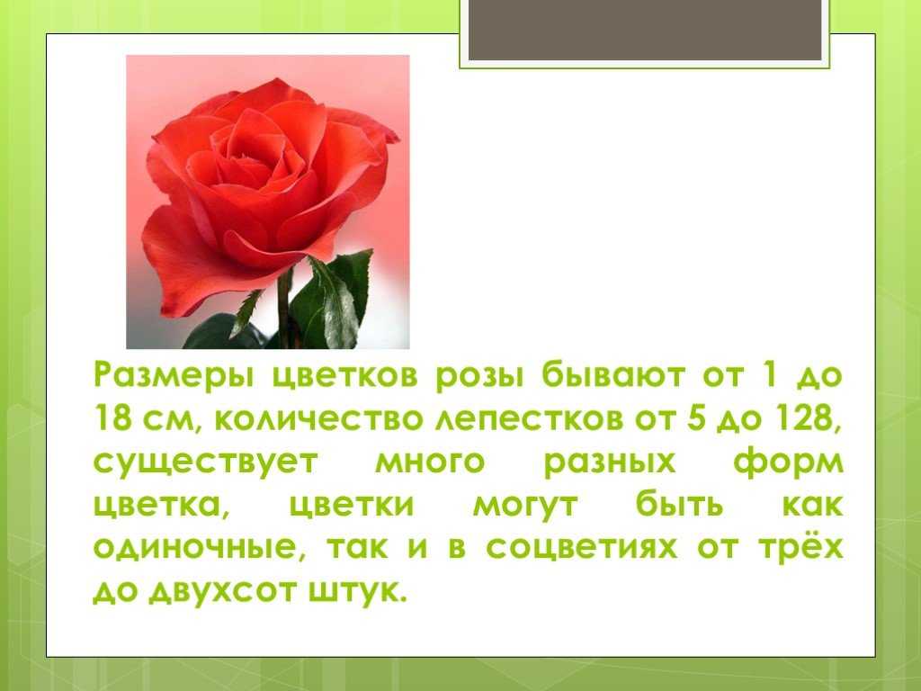 Розочка слова. Описание розы 3 класс. Описание цветка розы. Сообщение о Розе. Текст описание про розу.