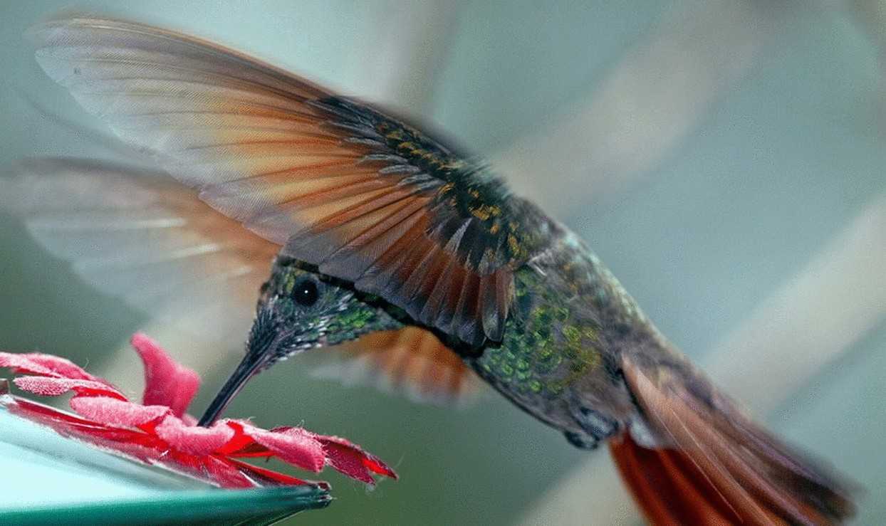 Птица колибри. среда обитания и особенности колибри