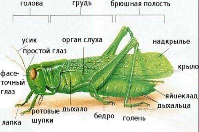 Сообщение про кузнечика ️ описание насекомого, особенности строения