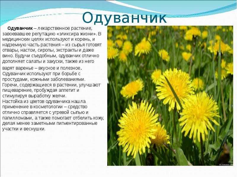 Все первые весенние цветы у нас принято называть подснежниками. вот как растения называются на самом деле.