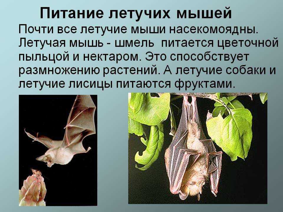 Интересные факты о мышах презентация