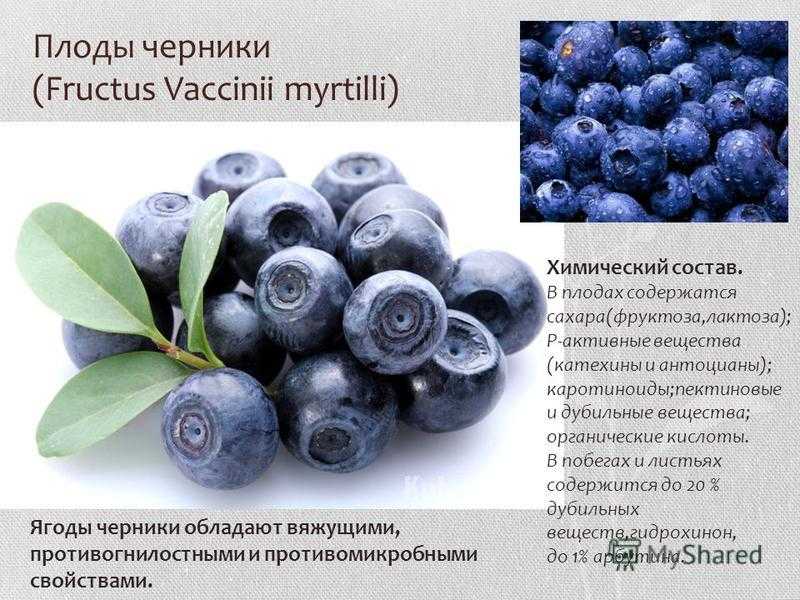 Черника польза. Черники плоды (Fructus myrtilli).. Плоды черники ЛРС. Дубильные вещества в чернике. Черника состав.