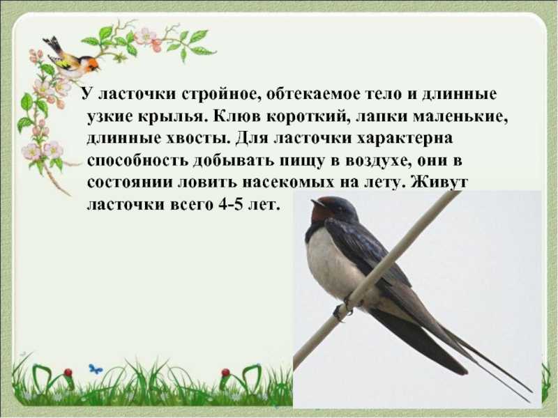 Ласточка: описание, питание, размножение, среда обитания