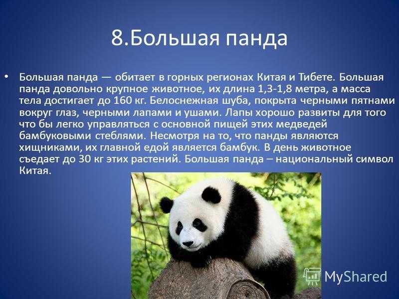 5 фактов о пандах или почему эти ми-ми-мишки так популярны (фото)