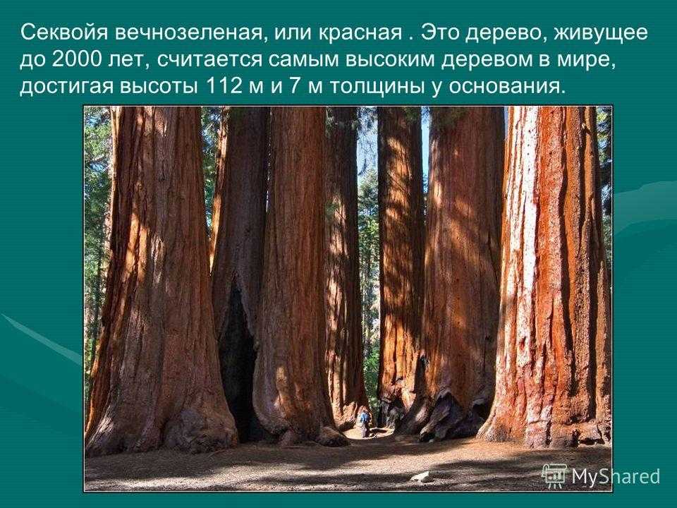 Самое высокое дерево в мире. название самого высокого дерева в мире :: syl.ru