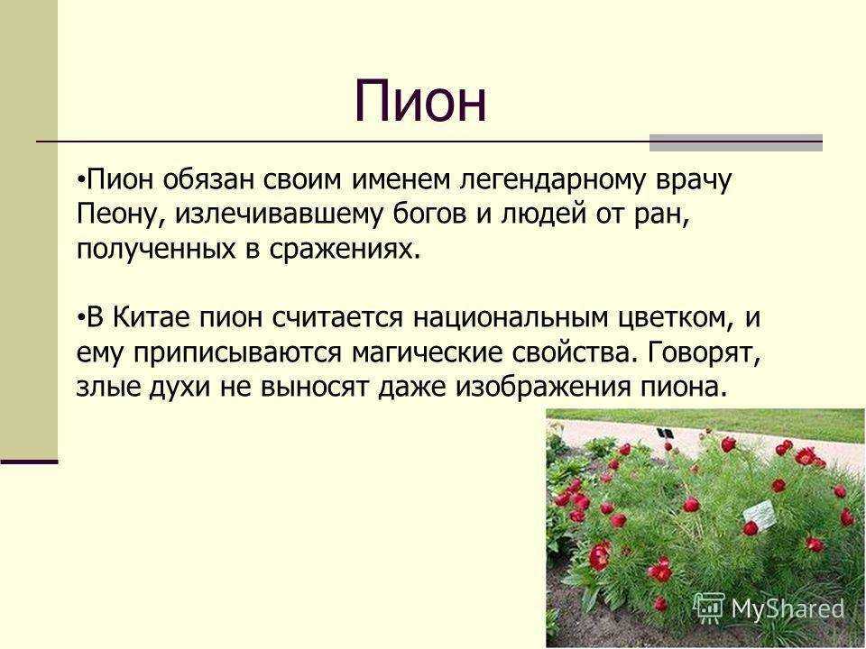 О цветах о 1 виде. Интересные факты о цветах. Интересные факты про цветы. Интересные факты о растениях для детей. Интересное о цветах для детей.