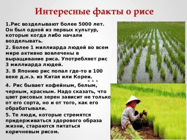 О рисе. история риса, выращивание риса, применение