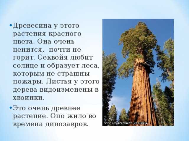 Топ-10 самых высоких деревьев в мире: факты, которые способны удивить скептиков: новости, деревья, рекорд, растения, рекорды и антирекорды