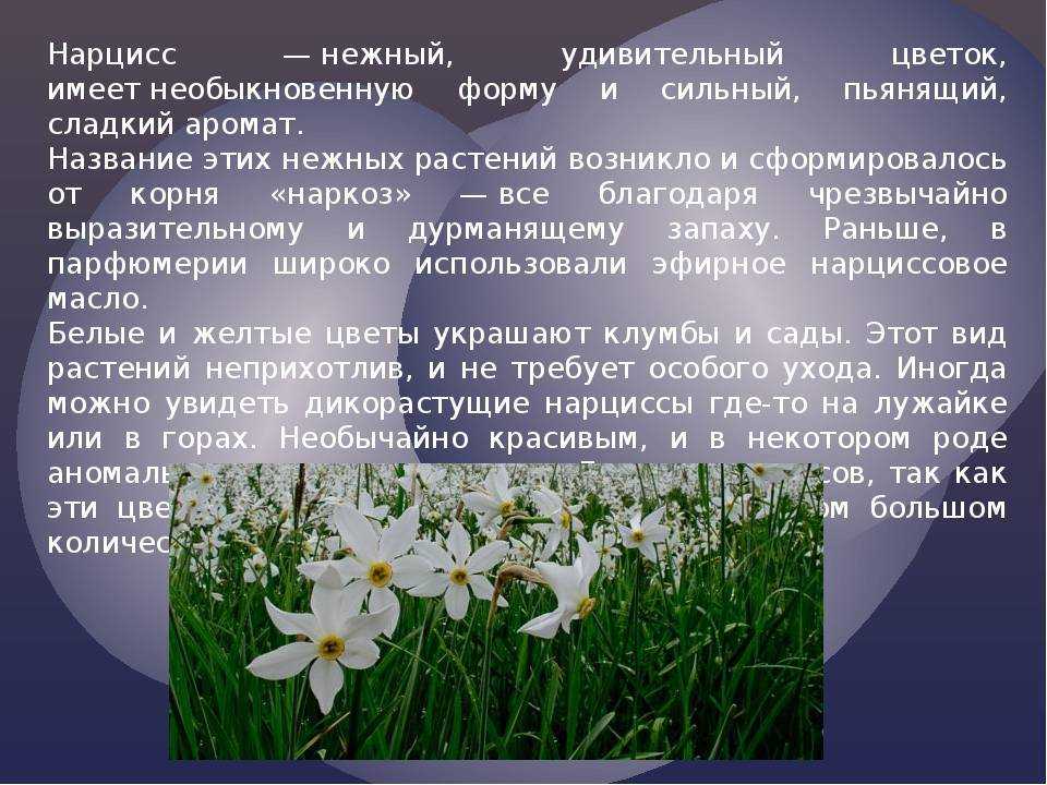 Нарцисс растение значение. Нарцисс (растение) клумбовые растения. Нарцисс описание. Нарцисс описание растения. Жизненная форма нарцисса.