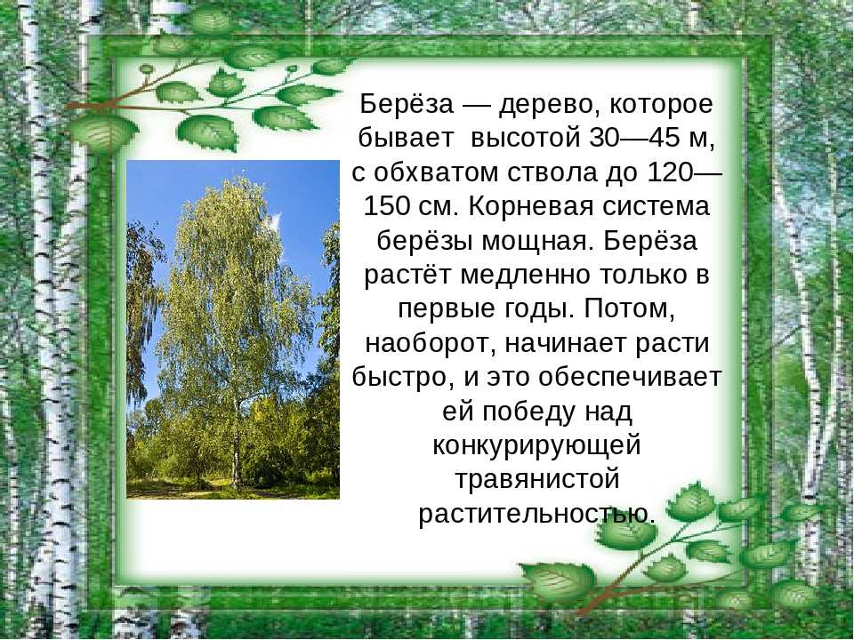 Берёза — символ россии — ботаничка