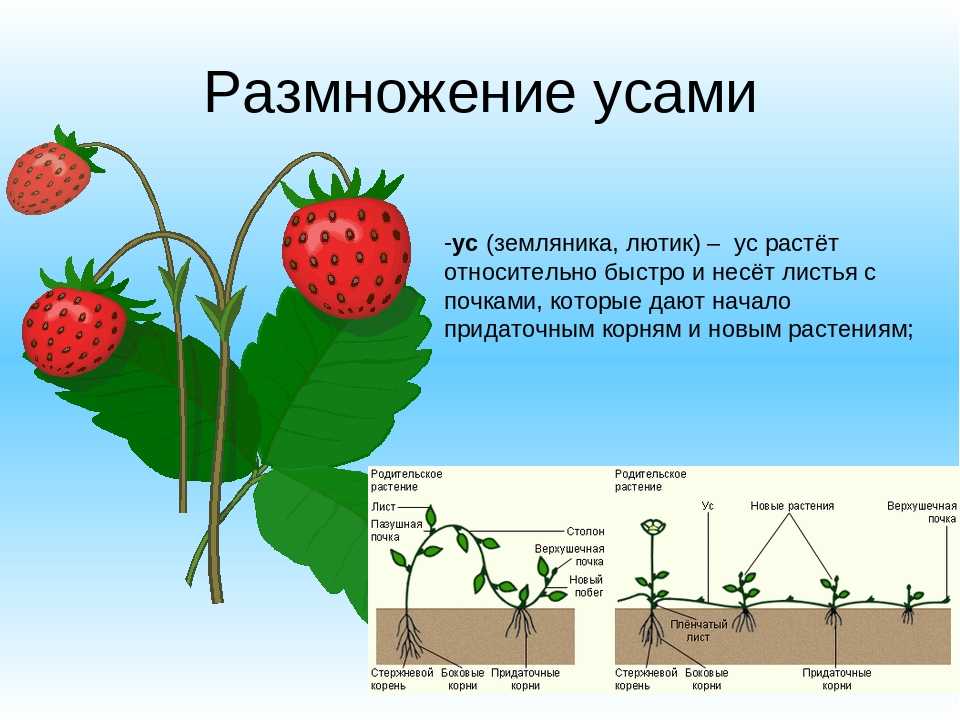 Интересные факты о ягодах для детей. 15 интересных фактов о «ягодах жизни» — финиках (1 фото)