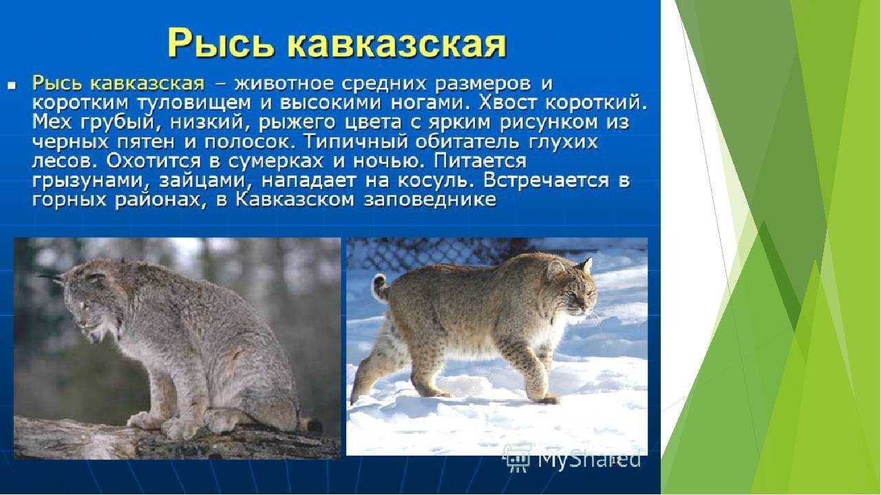 Проект животные краснодарского края