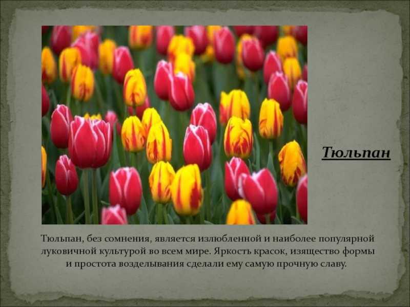 Тюльпан, описание, виды, лечебные свойства, интересные факты