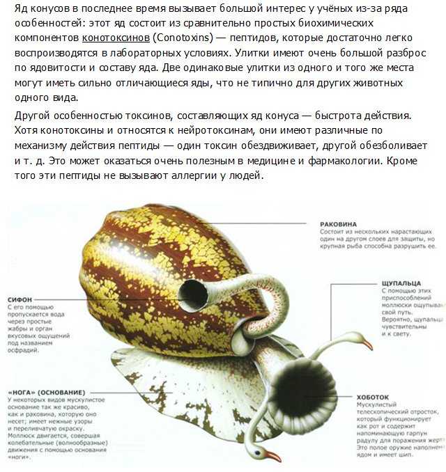 Интересные факты о моллюсках – это замечательная возможность узнать больше о морских животных Они обитают как в соленых, так и пресноводных водоемах Эти