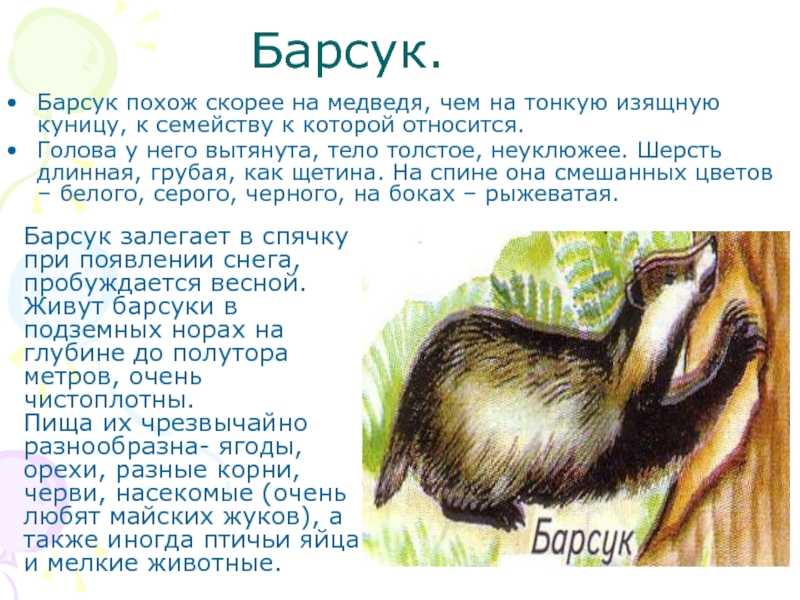 Барсук животное. описание, особенности, виды, образ жизни и среда обитания барсука | живность.ру
