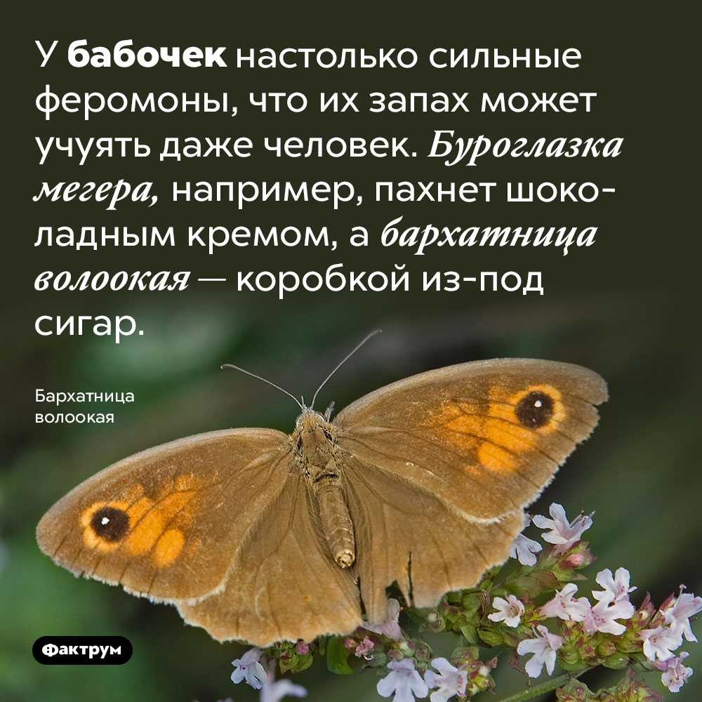 18 интересных фактов о бабочках