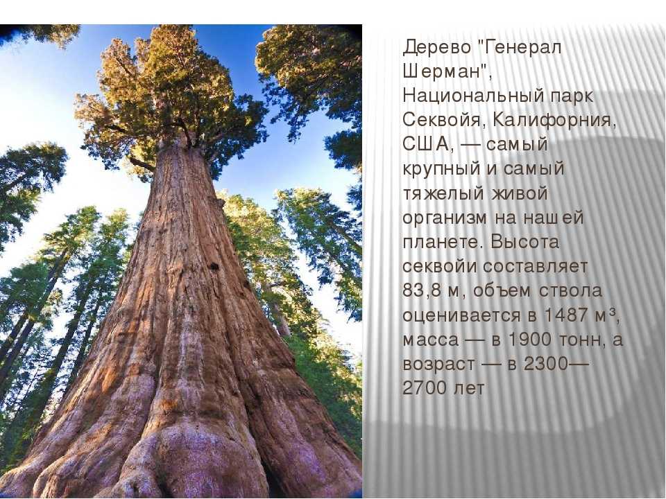 Самые большие деревья в мире - zefirka