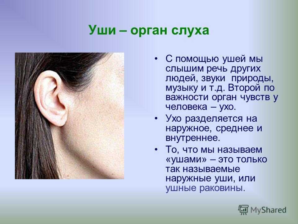 Слышать вопрос почему. Уши орган слуха. Сообщения на тему слух человека. Доклад на тему уши.