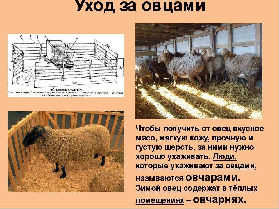 Овца: описание, породы, уход и содержание | планета животных