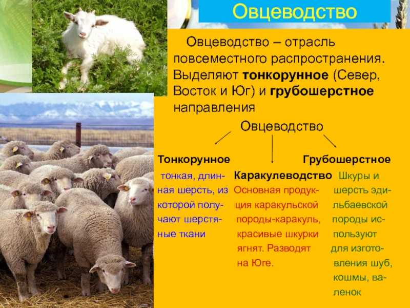 Интересные факты об овцах: как выглядят, породы, гибриды, отличия и описание самца, самки, их детёнышей