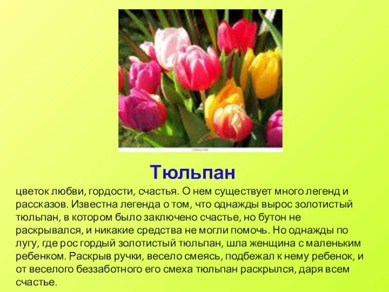 Описание и история тюльпанов. интересные факты про тюльпаны | огородники