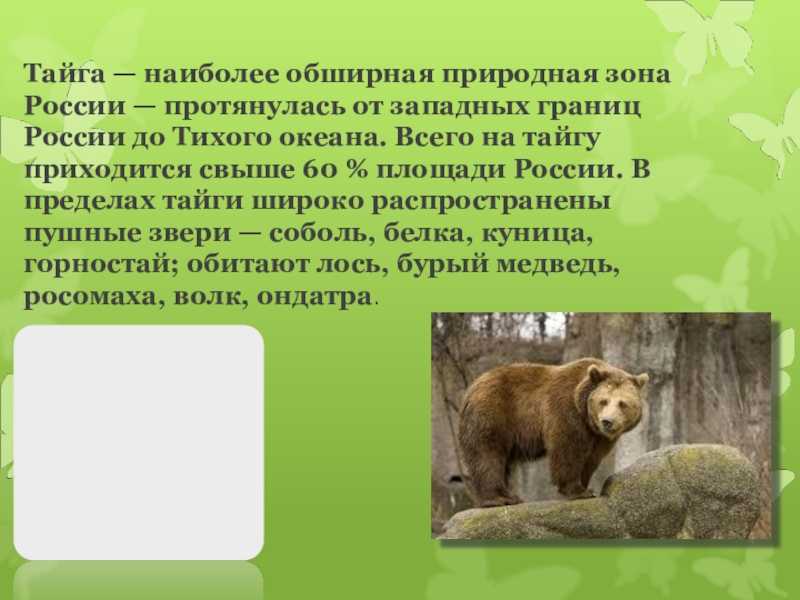 Тайга окружающий 4. Сообщение о природной зоне. Сообщение о природной зоне Тайга. Тайга природная зона 4 класс. Тайга презентация 4 класс.