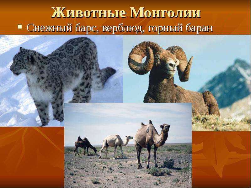 Монголия — информация о стране, история