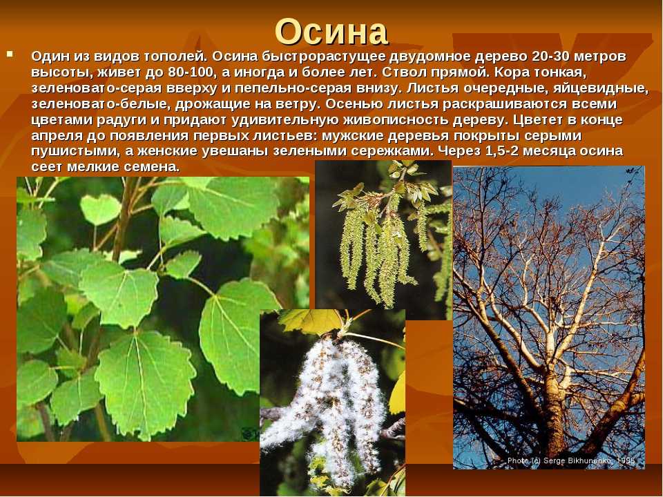 Осина как ценное древесное сырье