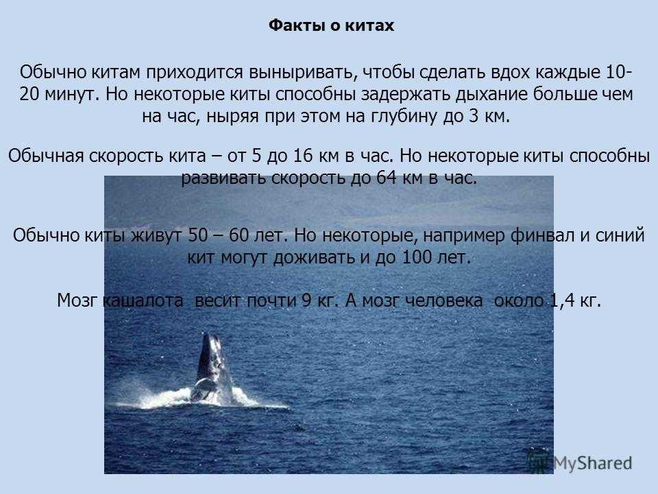 Кит - это рыба или млекопитающее? виды китов. чем питаются и как дышат киты? :: syl.ru