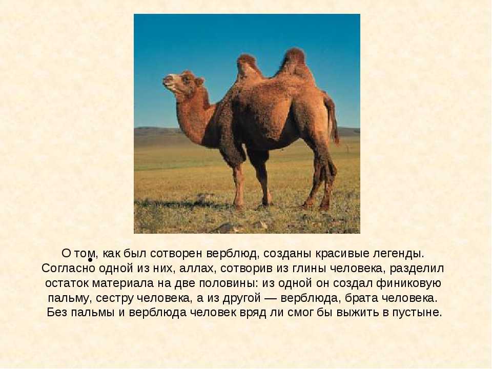 Верблюд: описание, образ жизни, где живут и что едят | планета животных