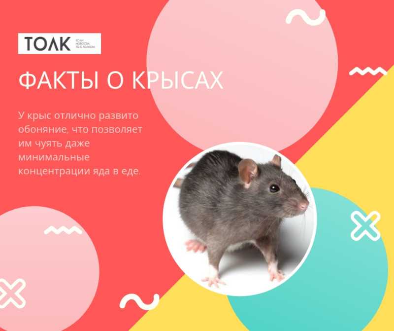 Умственные способности крысы - виды самых умных пород